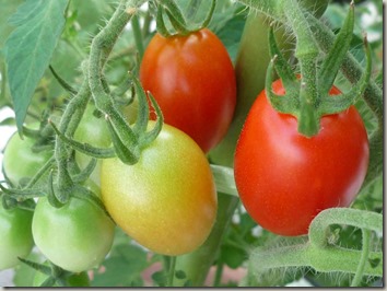 家庭菜園の初心者が、きゅうりとトマトを初めて作った！