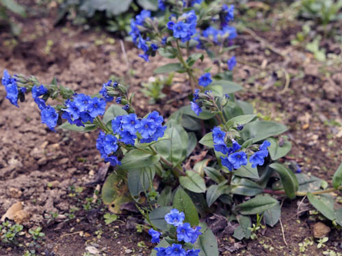 あでやかな青の花をつけたムラサキ科パープレア カルカレウム