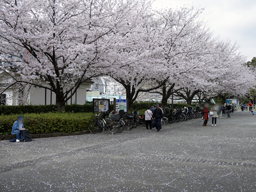 飛鳥山公園の桜並木