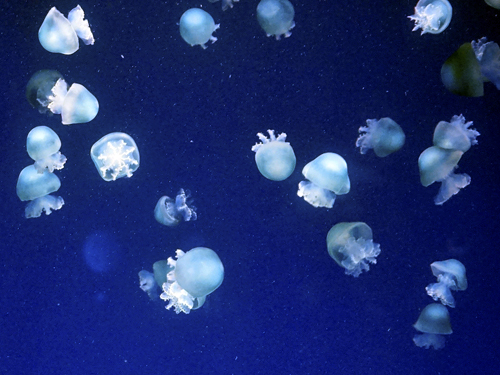 江ノ島水族館の宝石のようなクラゲ