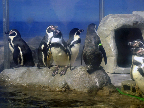 江ノ島水族館のペンギン