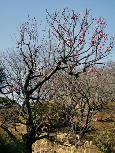 HANA・BIYORI赤い梅に木