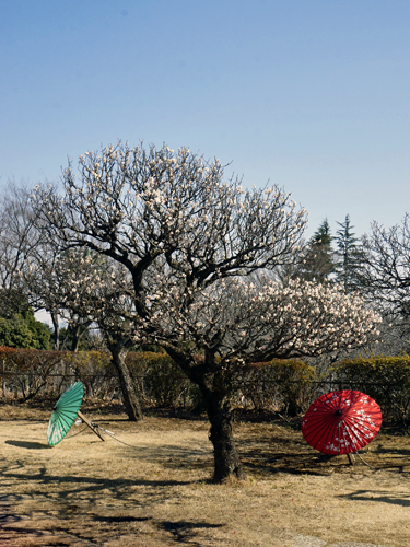 番傘と梅の木